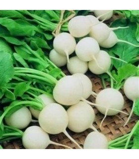 Rábano White Beauty