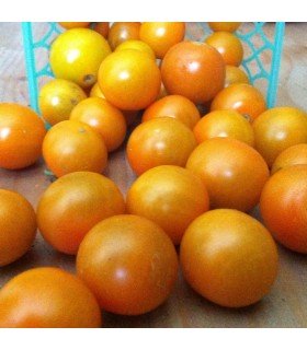 F1 Sungold tomato - untreated seeds