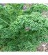 Berza Rizada (Kale) Dwarf Green Curled