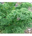 Kale Rizada Dwarf Green Curled - semillas no tratadas