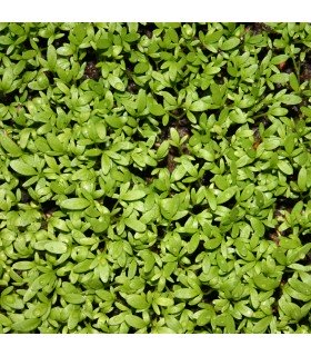 Lechuga Batavia Franzy