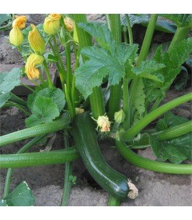Calabacín Green Bush