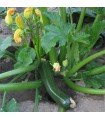Green Bush Zucchini - untreated seeds