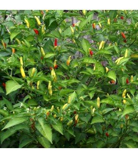 Pimiento Picante Tabasco