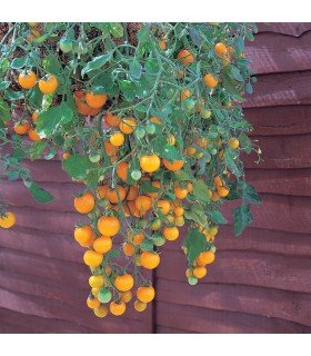 Tomate Tumbling Tom Yellow