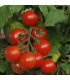 Tomate Tiny Tim