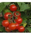 Tomato Tiny Tim - untreated seeds
