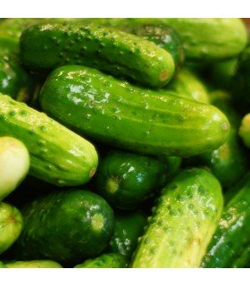 Pepinillo Vert Petit de Paris