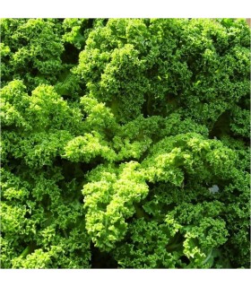 Kale Rizada Westland Winter