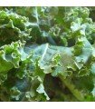 Kale Westland Winter - untreated seeds