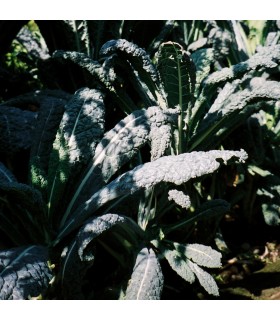 Kale Lacinato Nero di Toscana (Semillas Ecológicas)
