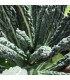 Kale Lacinato Nero di Toscana (Semillas Ecológicas)