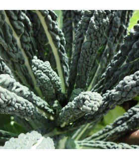 Kale Lacinato Nero di Toscana (Semillas Ecológicas)
