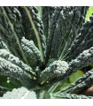 Kale Lacinato Nero di Toscana (Semillas Ecológicas)
