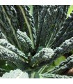 Kale Lacinato Nero di Toscana - graines non traitées