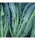 Kale Lacinato Nero di Toscana (Semillas Ecológicas)