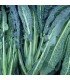 Kale Lacinato Nero di Toscana (Semillas Ecológicas)