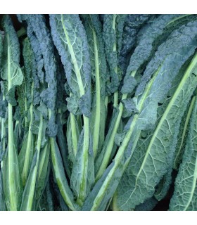 Kale Lacinato Nero di Toscana (Semillas Ecológicas)