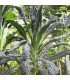 Kale Lacinato Nero di Toscana (Semillas Ecológicas)