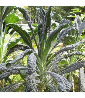 Kale Lacinato Nero di Toscana (Semillas Ecológicas)