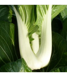Pak Choi (Semillas Ecológicas)