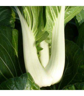 Pak Choi (Semillas Ecológicas)