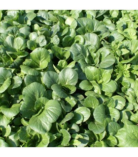 Pak Choi (Semillas Ecológicas)
