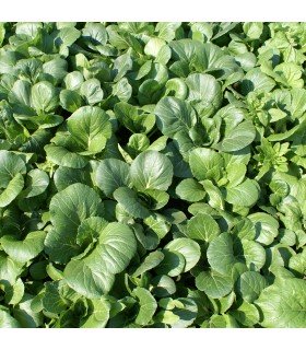 Pak Choi (Semillas Ecológicas)