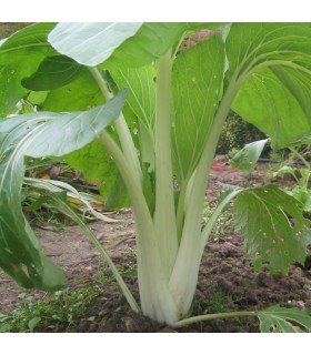 Pak Choi (Semillas Ecológicas)