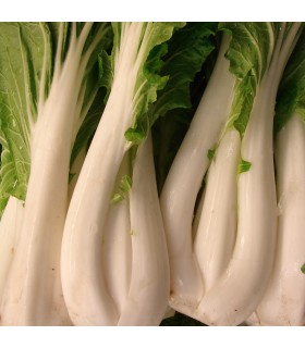Pak Choi (Semillas Ecológicas)