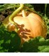 Calabaza Gele Centenaar (Semillas Ecológicas)
