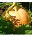 Pumpkin Gele Centenaar (Untreated seeds)