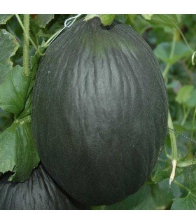 Melón Tendral Negro (Semillas Ecológicas)