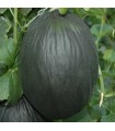 Black Tendral Melon - untreated seeds