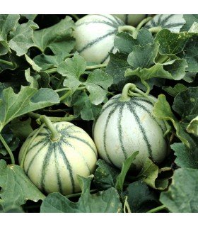Melón Charentais Cantaloupe (Semillas Ecológicas)