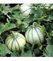 Charentais Cantaloupe melon - untreated seeds