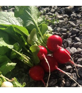 Rabanito Rudi (Semillas Ecológicas)