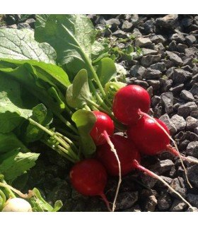 Rabanito Rudi (Semillas Ecológicas)