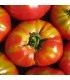 Tomate Corazón de Buey (Semillas Ecológicas)
