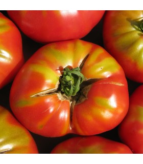 Tomate Corazón de Buey (Semillas Ecológicas)