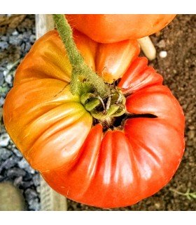 Tomate Beefsteak Marmande (Semillas Ecológicas)
