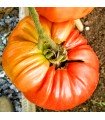 Tomate Beefsteak Marmande - graines non traitées