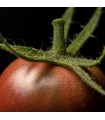 Tomate cerise noire - graines non traitées
