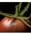 Black Cherry Tomato - untreated seeds