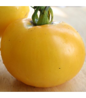 Tomate Golden Queen (Semillas Ecológicas)