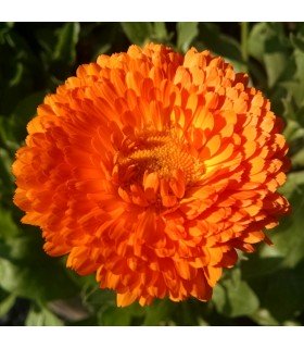 Caléndula Officinalis (Semillas Ecológicas)