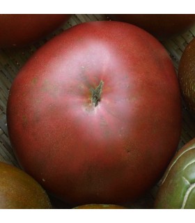 Tomate Black Prince (Semillas Ecológicas)