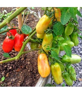 Tomate San Marzano (Semillas Ecológicas)