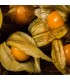 Physalis Peruviana Gold (Semillas Ecológicas)