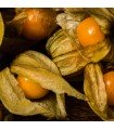 Physalis Peruviana Gold - semillas sin tratamiento